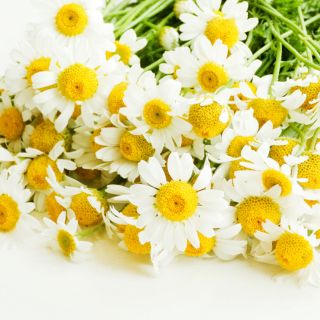 Estratto di Camomilla