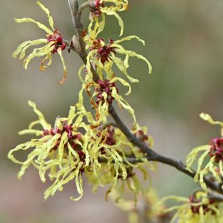 Acqua di Hamamelis 