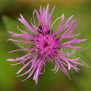 Estratto di Fiordaliso 